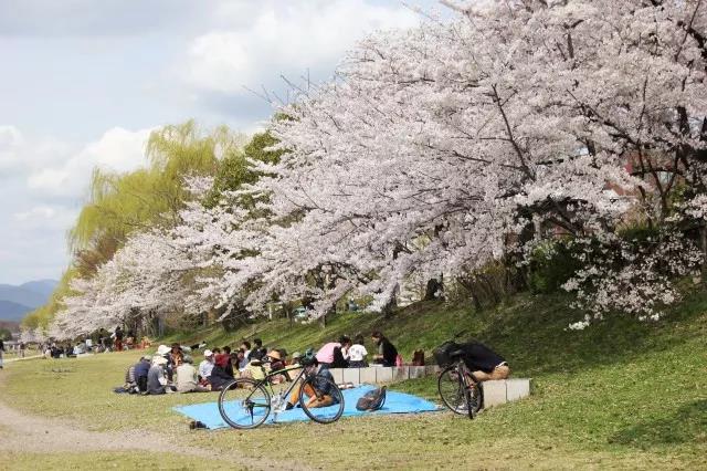 日本櫻花季賣得好的選品都在這里了，你準備了幾種？